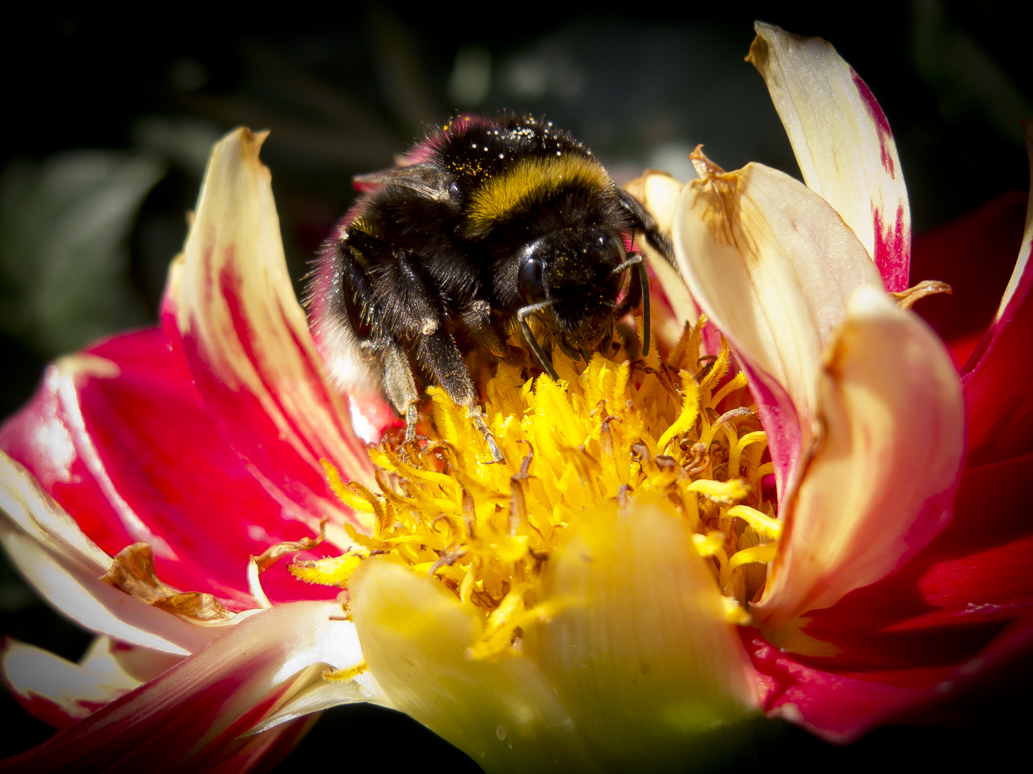 kaste skandaløse Fordøjelsesorgan Hvad er forskellen på bier og hvepse? - Naturfamilier